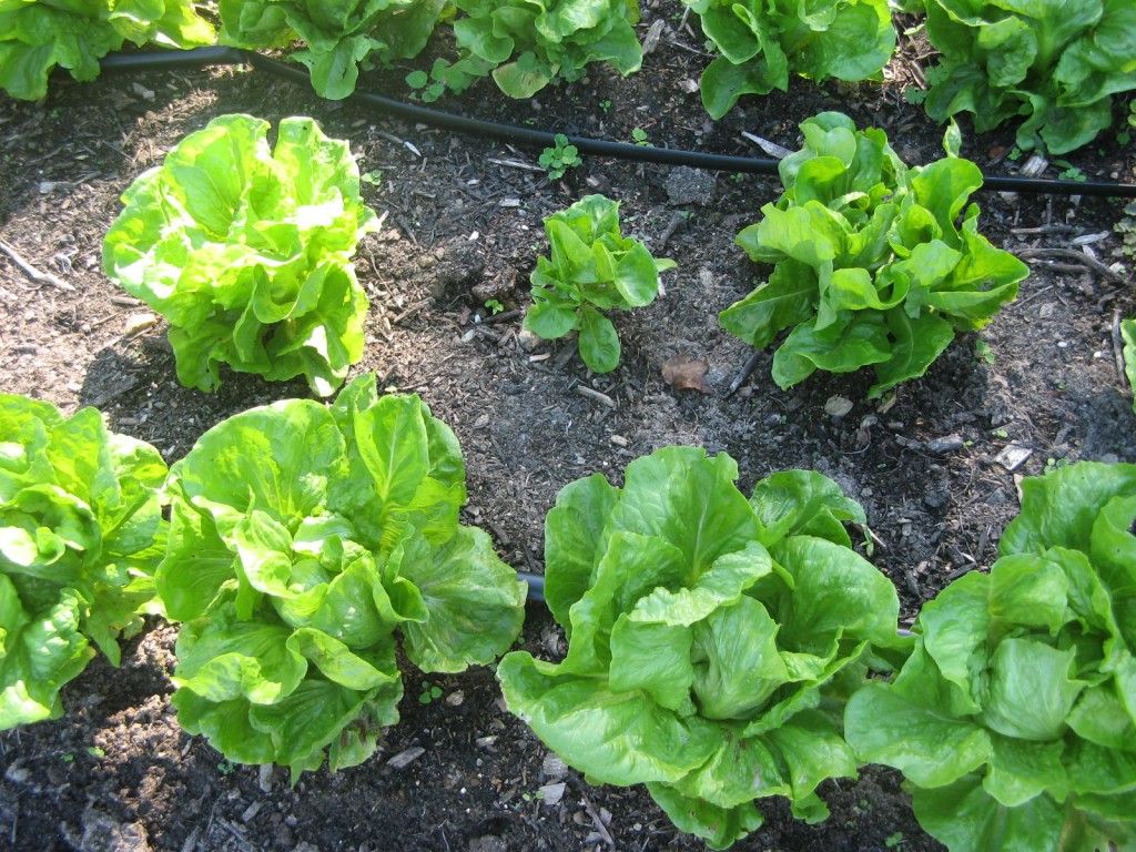 Advocates for Health in Action (AHA) - lettuce